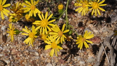 Senecio flaccidus monoensis