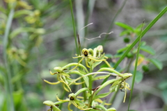 Habenaria novemfida
