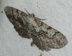 Cymatophora approximaria