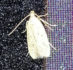 Autosticha kyotensis