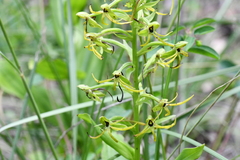 Habenaria novemfida