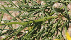 Senecio flaccidus monoensis