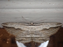 Euphronarcha luxaria