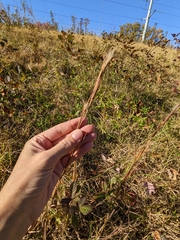 Andropogon virginicus