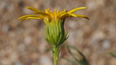 Senecio flaccidus monoensis
