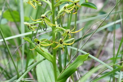 Habenaria novemfida