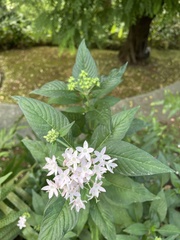 Pentas