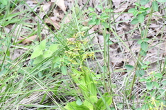 Habenaria novemfida
