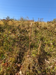Andropogon virginicus