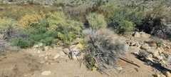 Senecio flaccidus monoensis