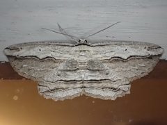 Euphronarcha luxaria