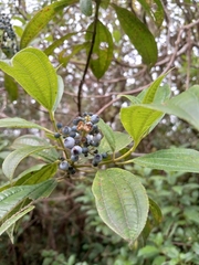 Miconia