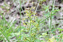 Habenaria novemfida