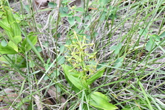 Habenaria novemfida