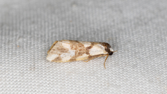 Thallarcha staurocola