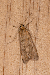 Achyra affinitalis