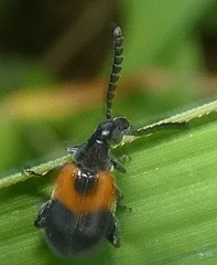 Eubaptus palliatus