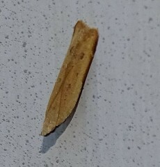 Mesophleps adustipennis