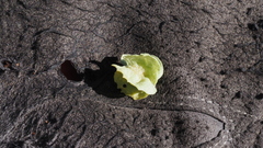 Atriplex canescens canescens