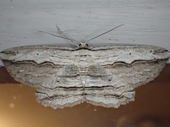 Euphronarcha luxaria