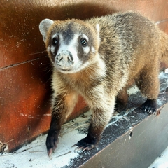Nasua