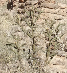 Cylindropuntia