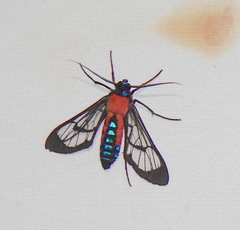 Cosmosoma oroyana