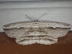 Euphronarcha luxaria