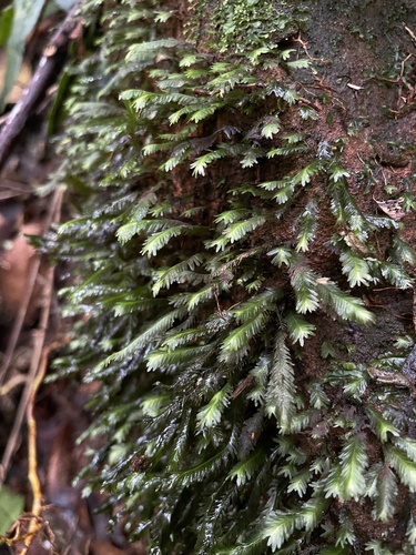 Fissidens polypodioides observed 2022-10-21