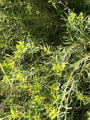 Euthamia gymnospermoides