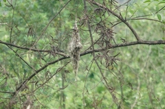 Todirostrum cinereum