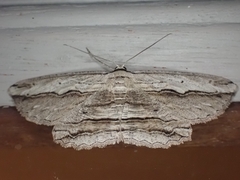 Euphronarcha luxaria