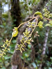 Mikania lepidophora