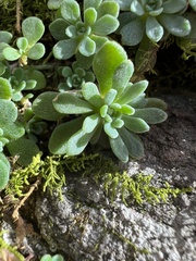 Sedum glaucophyllum