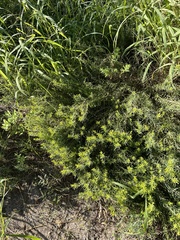 Euthamia gymnospermoides