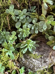 Sedum glaucophyllum