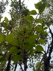Mikania lepidophora