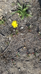 Agoseris apargioides