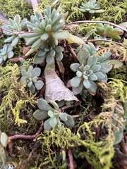 Sedum glaucophyllum