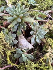 Sedum glaucophyllum