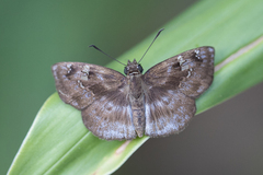 Quadrus u-lucida