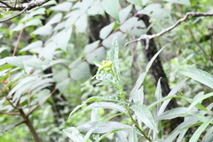 Verbesina virgata