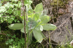 Dudleya pulverulenta