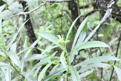 Verbesina virgata