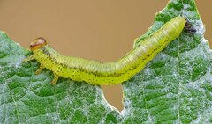 Euura caeruleocarpus