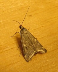 Loxostege munroealis