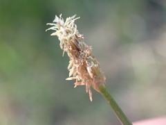 Eleocharis