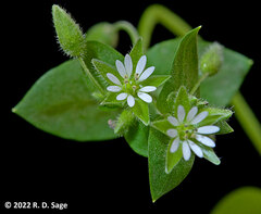 Stellaria media
