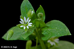 Stellaria media