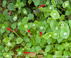Stellaria media